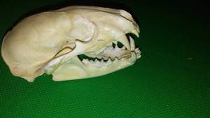 lot 254 image: Small Animal Skull