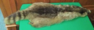 lot 256 image: Raccoon Pelt Fur - Full Body 3 feet