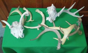 lot 257 image: Misc. Skeletons and Antlers