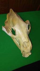 lot 259 image: Bear Skull - 13