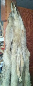 lot 260 image: 3 Coyote Full Body Pelts on Hanging Display - Dont Miss This One
