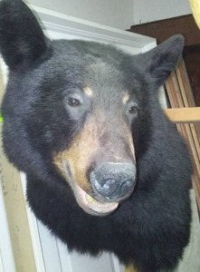 lot 261 image: Black Bear Shoulder Mount  -   Excellent