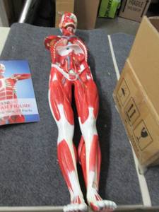lot 131 image: muscular figure 12 life size 27 pa...