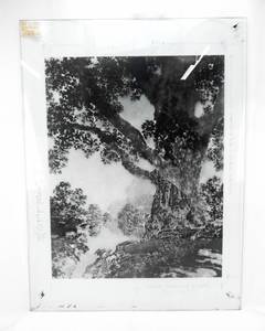 lot 10 image: Vintage 1959 Maxfield Parrish Under Summer Skies Large Glass Color Separation Plate