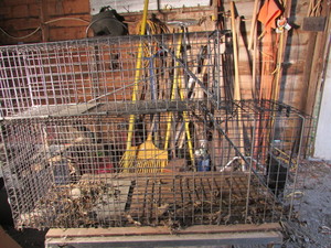 lot 36 image: Live Traps