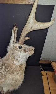 lot 59 image: Rare Taxidermy Jackalope