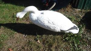 Lot of Swan Decoys