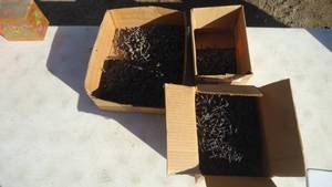 Lot of Screws