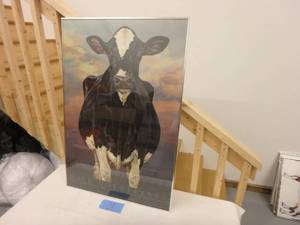 �Have Holsteins�