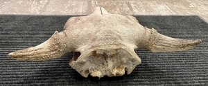 Western Decor Animal Skull