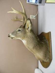 lot 2 image: NICE - VINTAGE TAXIDERMY DEER MOUNT - GREAT PIECE - SEE PICTURES