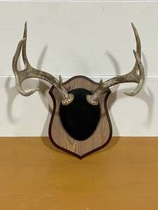 Deer Antlers