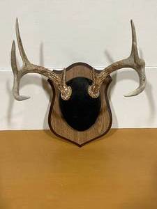 Deer Antlers