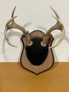 Deer Antlers
