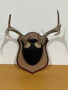 Deer Antlers
