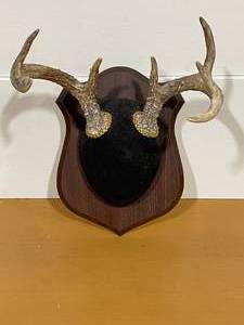 Deer Antlers