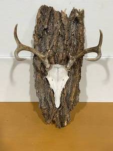 Deer Antlers