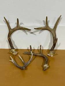 Deer Antlers