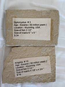 500 million year old Fossils