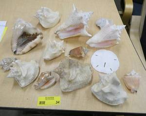 Very nice group of conch shells and sand dollar