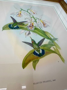 lot 48 image: 1946 Gould & Richter - WalterCohn Glaucis Fraseri Hummingbird Lithograph