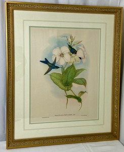 lot 49 image: 1946 Gould & Richter -Hullmandel & Walton Thalurania Reflugens, Gould Hummingbird Lithograph