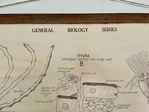 lot 145 image: General Biology Series Hanging Poster