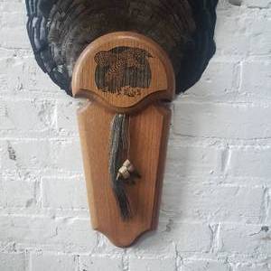 lot 13 image: Handsome Tom Turkey Fan Mount