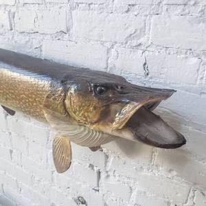 lot 14 image: 41 Northern Pike Trophy Mount