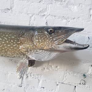 lot 2 image: 42 Northern Pike Trophy Mount