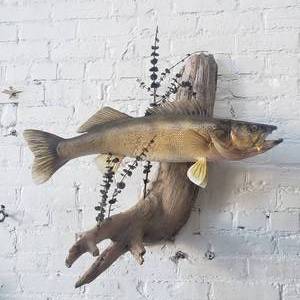 lot 3 image: 27 Walleye Trophy Fish Mount