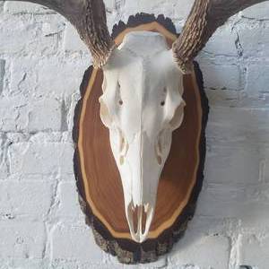 lot 17 image: Whitetail Five Point Mount