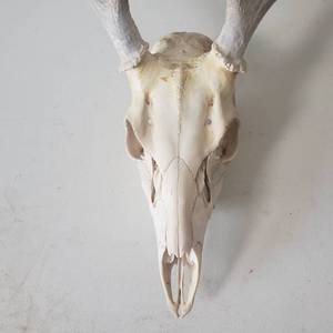 lot 23 image: Four Point Whitetail Skull