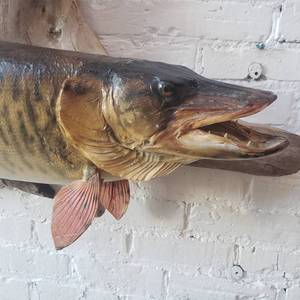 lot 6 image: 38 Muskie Trophy Mount