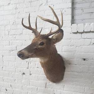 lot 16 image: Four Point Whitetail Taxidermy Buck Mount