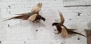 lot 25 image: Taxidermy Mounts  Fighting Pheasants