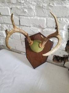 lot 48 image: Vintage Pair of Mounted Deer Antlers