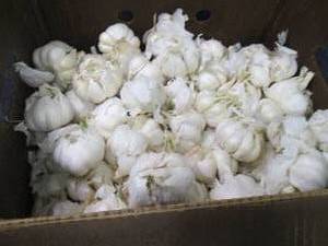 Box of Fresh Garlic...