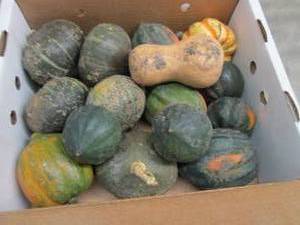 Box of Assorted Winter Squash...