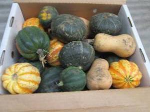 Box of Assorted Winter Squash...