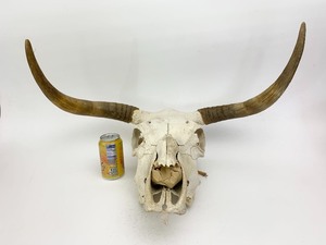 lot 19 image: Large Genuine Longhorn Skull