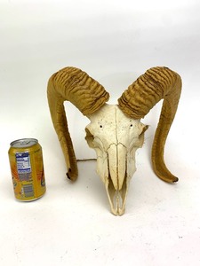 lot 21 image: Large Genuine Bighorn Sheep Skull