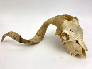 lot 22 image: Large Genuine Ram Skull