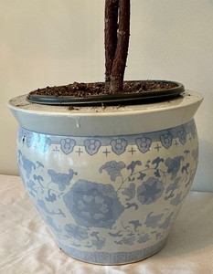 lot 108 image: Fiddle Leaf Fig Plant in Ornate Asian Planter- 70 Tall