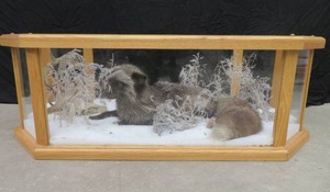 lot 1 image: GORGEOUS SILVER FOX  8PT. EUROPEAN GLASS CASECOFFEE TABLE MOUNT