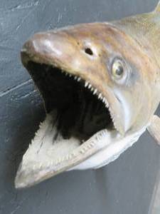 lot 3 image: 25 LB KING SAMON MOUNT