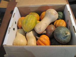 lot 124 image: Box of Assorted Winter Squash...