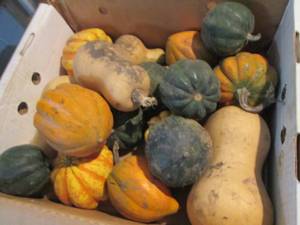 lot 129 image: Box of Assorted Winter Squash...