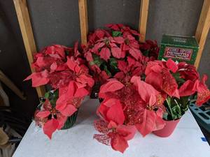 lot 563 image: Set of (6) Artificial Poinsettias, Including A Fiber Optic Poinsettia