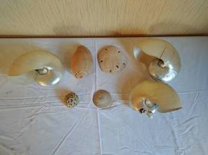 lot 67 image: Collection of Seashells and Sand Dollars